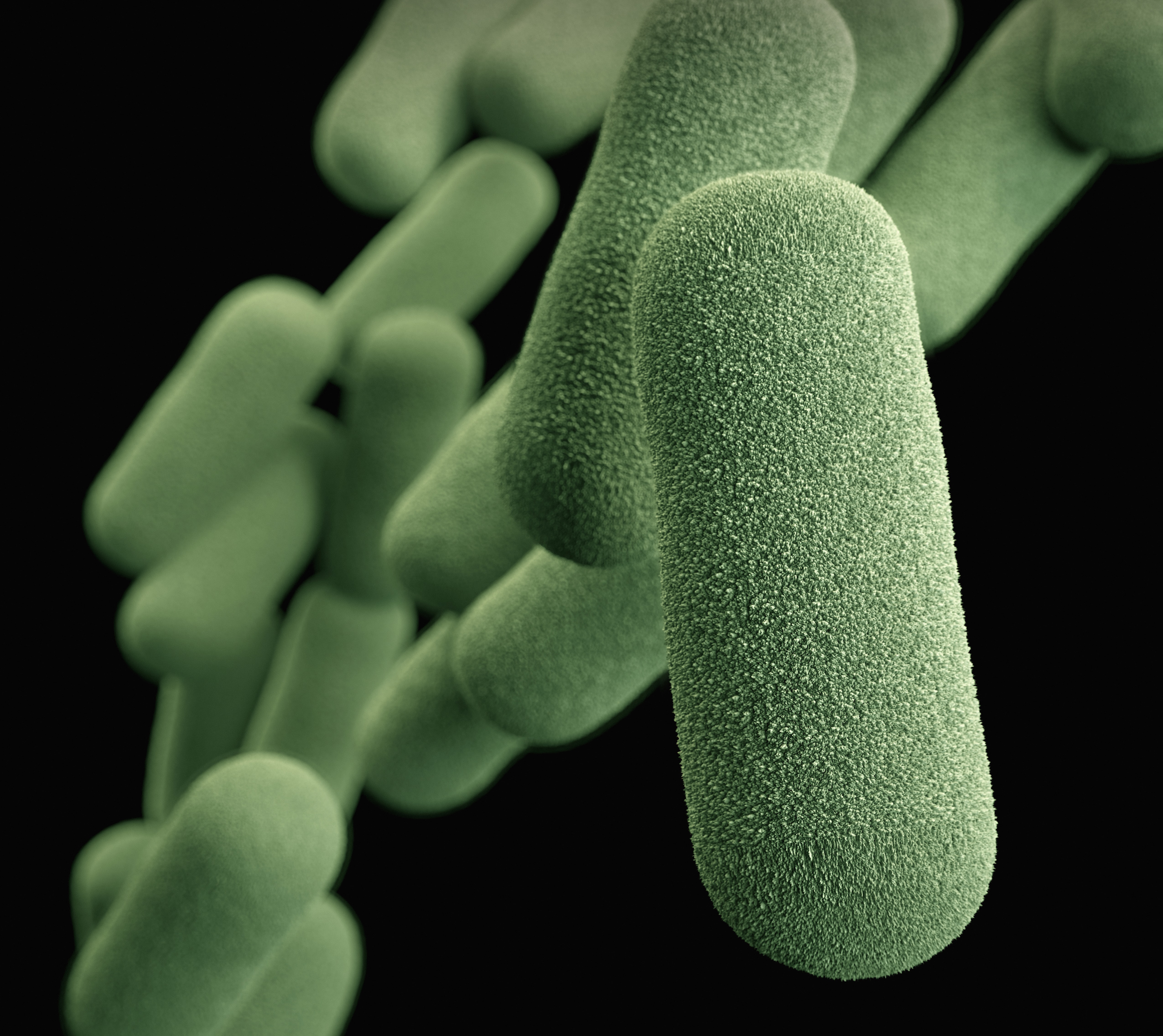 Microbiologia microbiologia